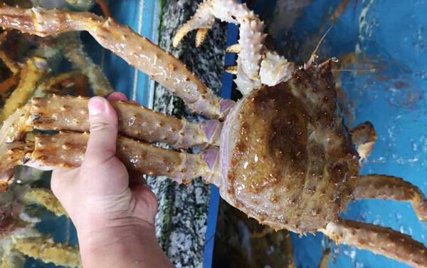 阿拉斯加帝王蟹是什么动物?