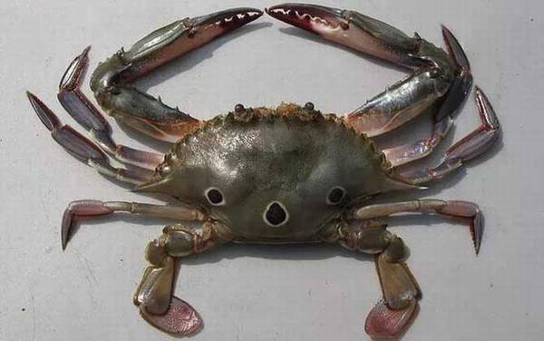 三疣梭子蟹是什么蟹?