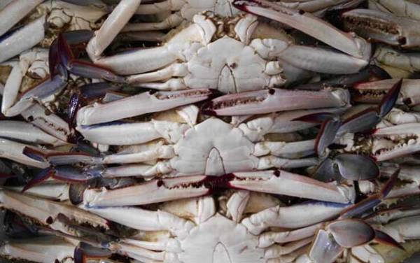 三疣梭子蟹是什么蟹?