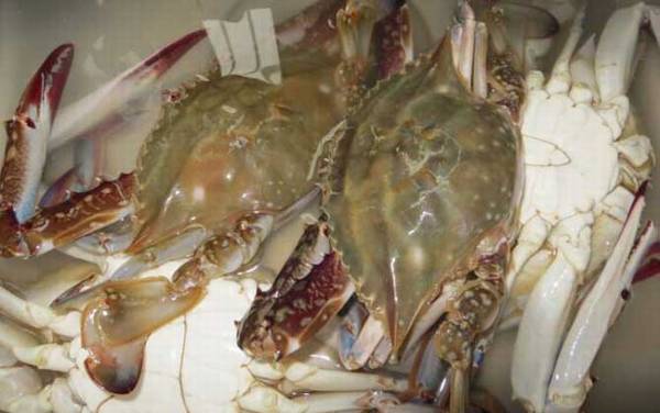 三疣梭子蟹是什么蟹?