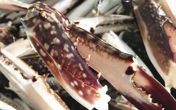 三疣梭子蟹是什么蟹?