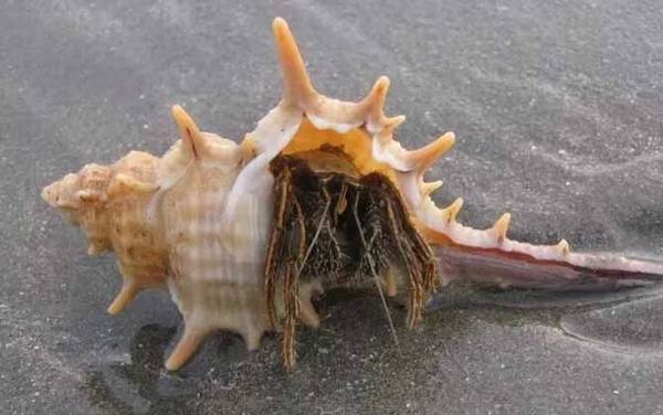 寄居蟹是什么动物?