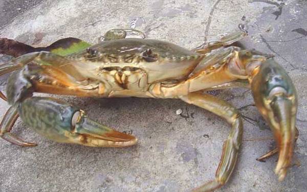 锯缘青蟹是什么蟹?