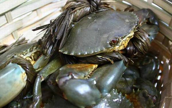 锯缘青蟹是什么蟹?