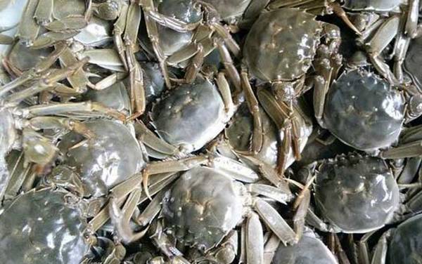 洪泽湖大闸蟹是什么蟹种?