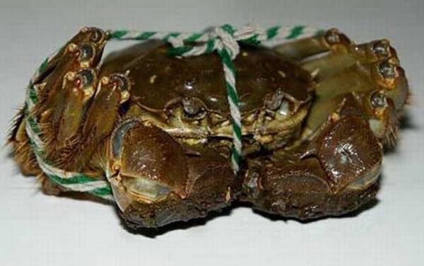 梁子湖大闸蟹是什么蟹种?