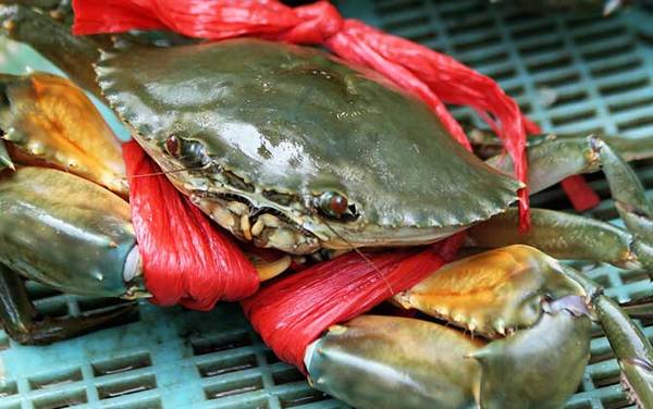 三门青蟹是什么蟹种?