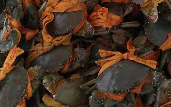 三门青蟹是什么蟹种?