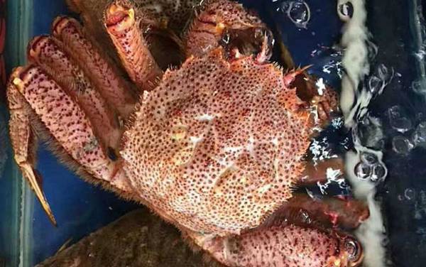 红毛蟹是什么蟹种?