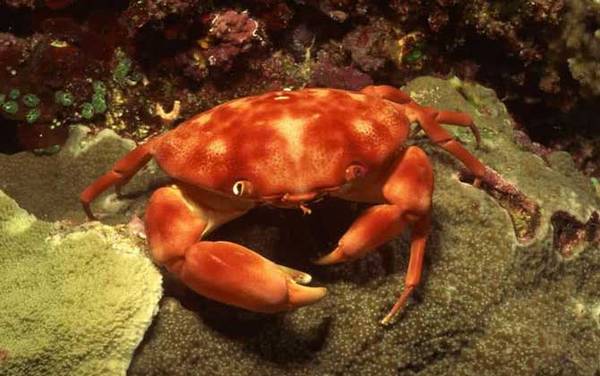 正直爱洁蟹是什么蟹?