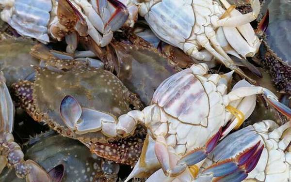 梭子蟹是什么蟹种?