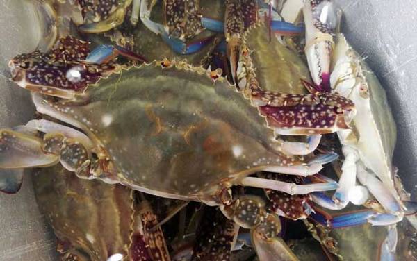梭子蟹是什么蟹种?
