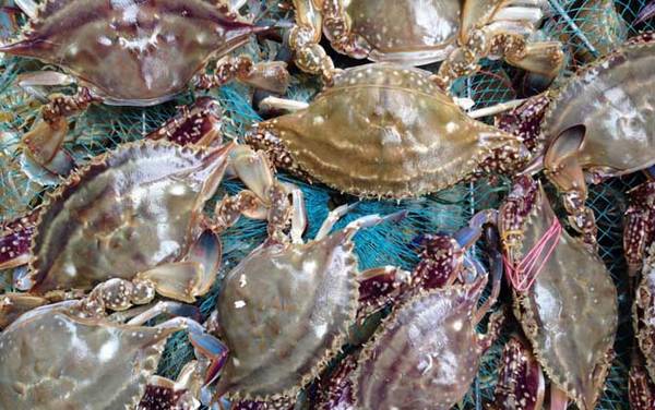 梭子蟹是什么蟹种?