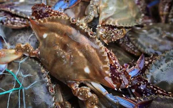 梭子蟹是什么蟹种?