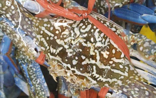 花蟹是什么蟹种?