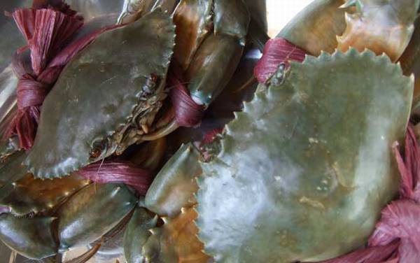 青蟹是什么蟹种?