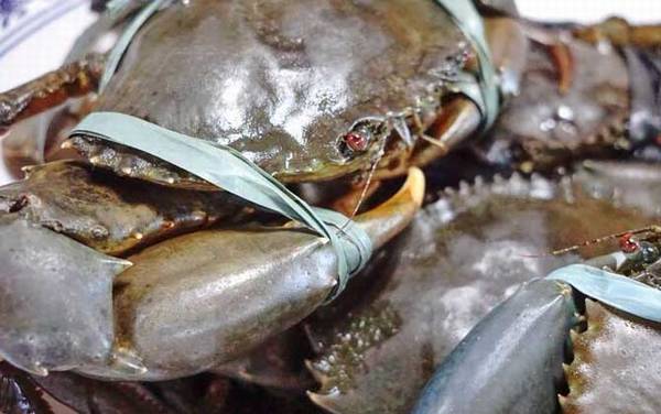 膏蟹是什么蟹种?