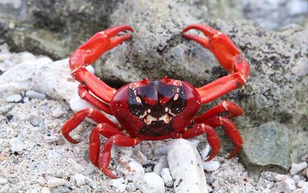 红蟹是什么蟹种?