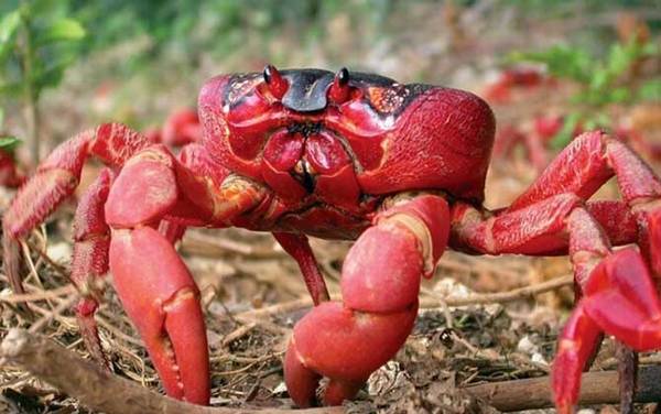 红蟹是什么蟹种?