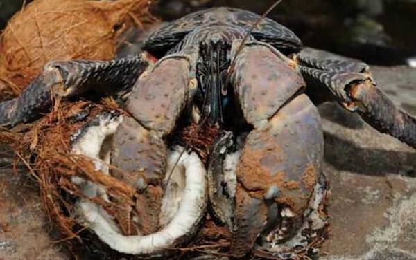 椰子蟹是什么动物?