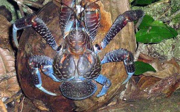 椰子蟹是什么动物?
