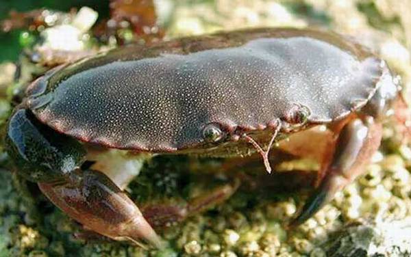 面包蟹是什么蟹种?
