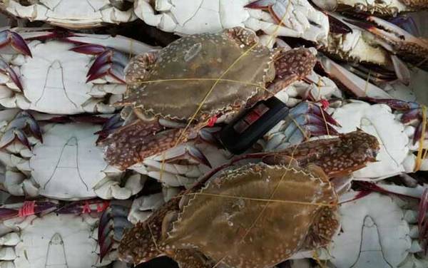 梭子蟹死了能吃吗?