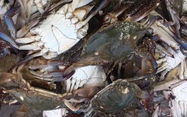 梭子蟹死了能吃吗?