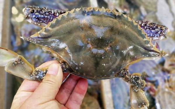 梭子蟹死了能吃吗?