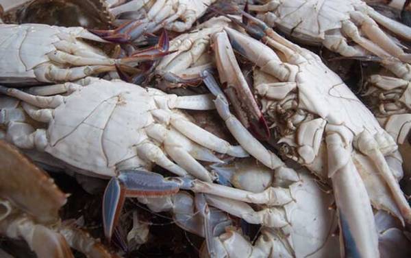 梭子蟹死了能吃吗?