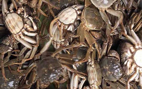 河蟹蒸多久时间味道最佳?