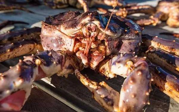 帝王蟹价格多少钱一斤?