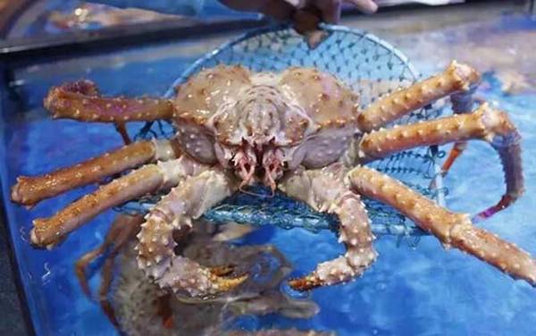 帝王蟹价格多少钱一斤?
