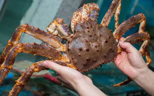 帝王蟹价格多少钱一斤?