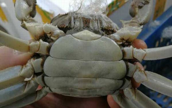 公蟹好吃还是母蟹好吃?