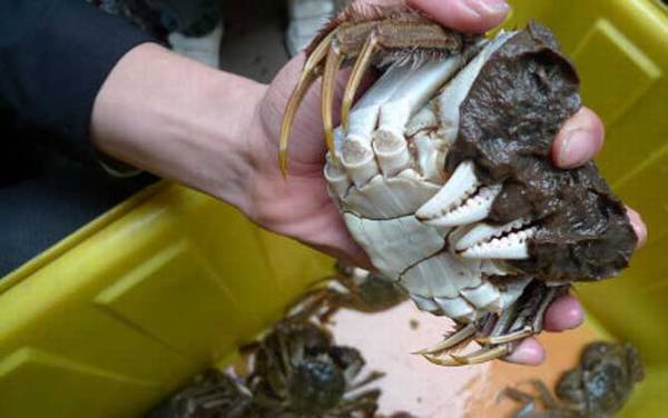 公蟹好吃还是母蟹好吃?