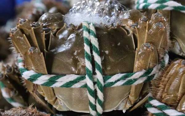 大闸蟹公的好还是母蟹好?