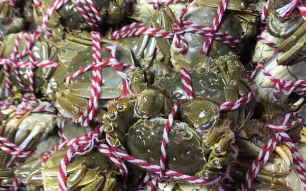 大闸蟹公的好还是母蟹好?