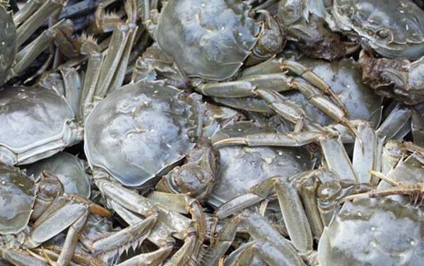 大闸蟹公的好还是母蟹好?