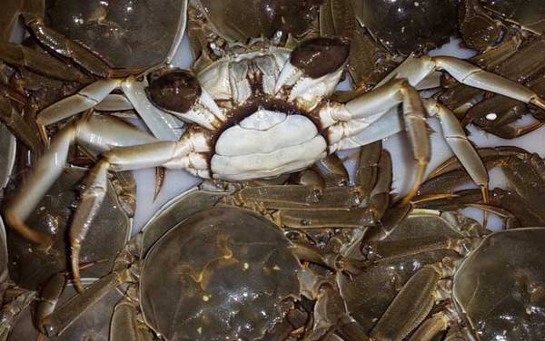 大闸蟹价格多少钱一斤?