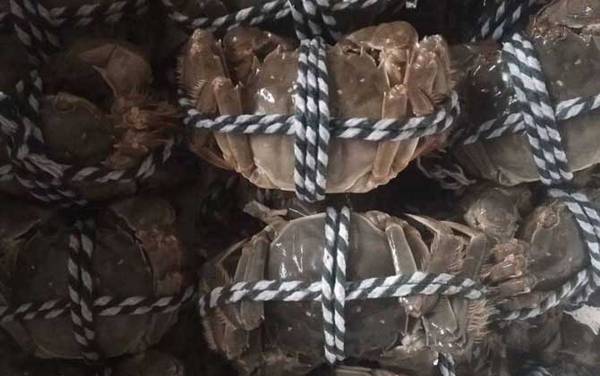 大闸蟹价格多少钱一斤?