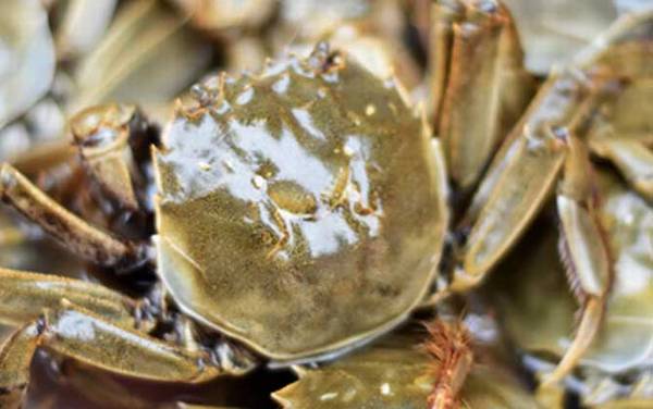 大闸蟹价格多少钱一斤?