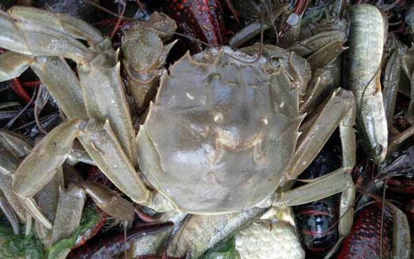 大闸蟹死了能不能吃了?