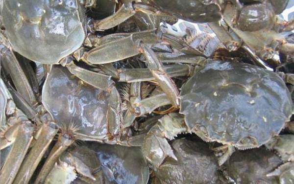 大闸蟹死了能不能吃了?