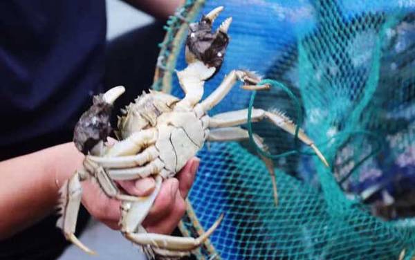 阳澄湖大闸蟹价格多少钱一只?