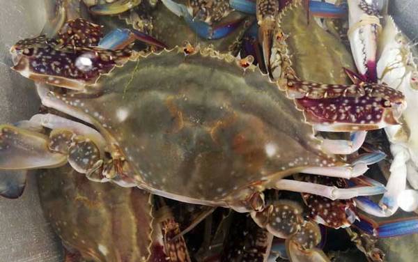 梭子蟹价格多少钱一斤?