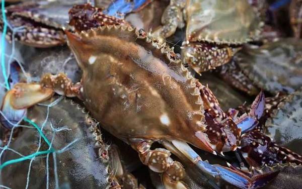 梭子蟹价格多少钱一斤?