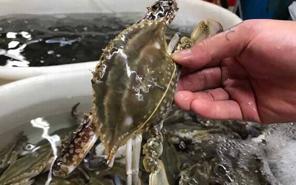 梭子蟹价格多少钱一斤?