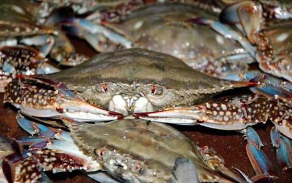 梭子蟹价格多少钱一斤?