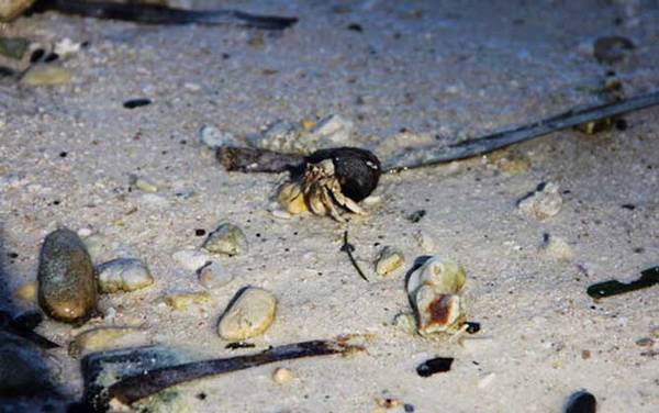 寄居蟹吃什么食物?